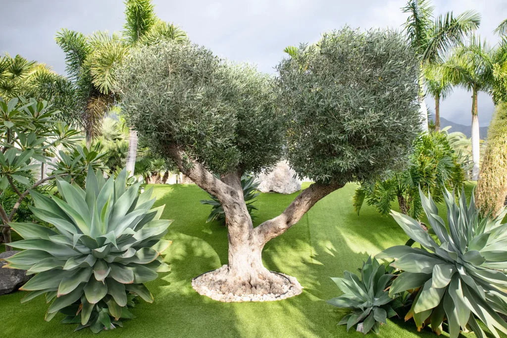 idée déco olivier avec plantes grasses