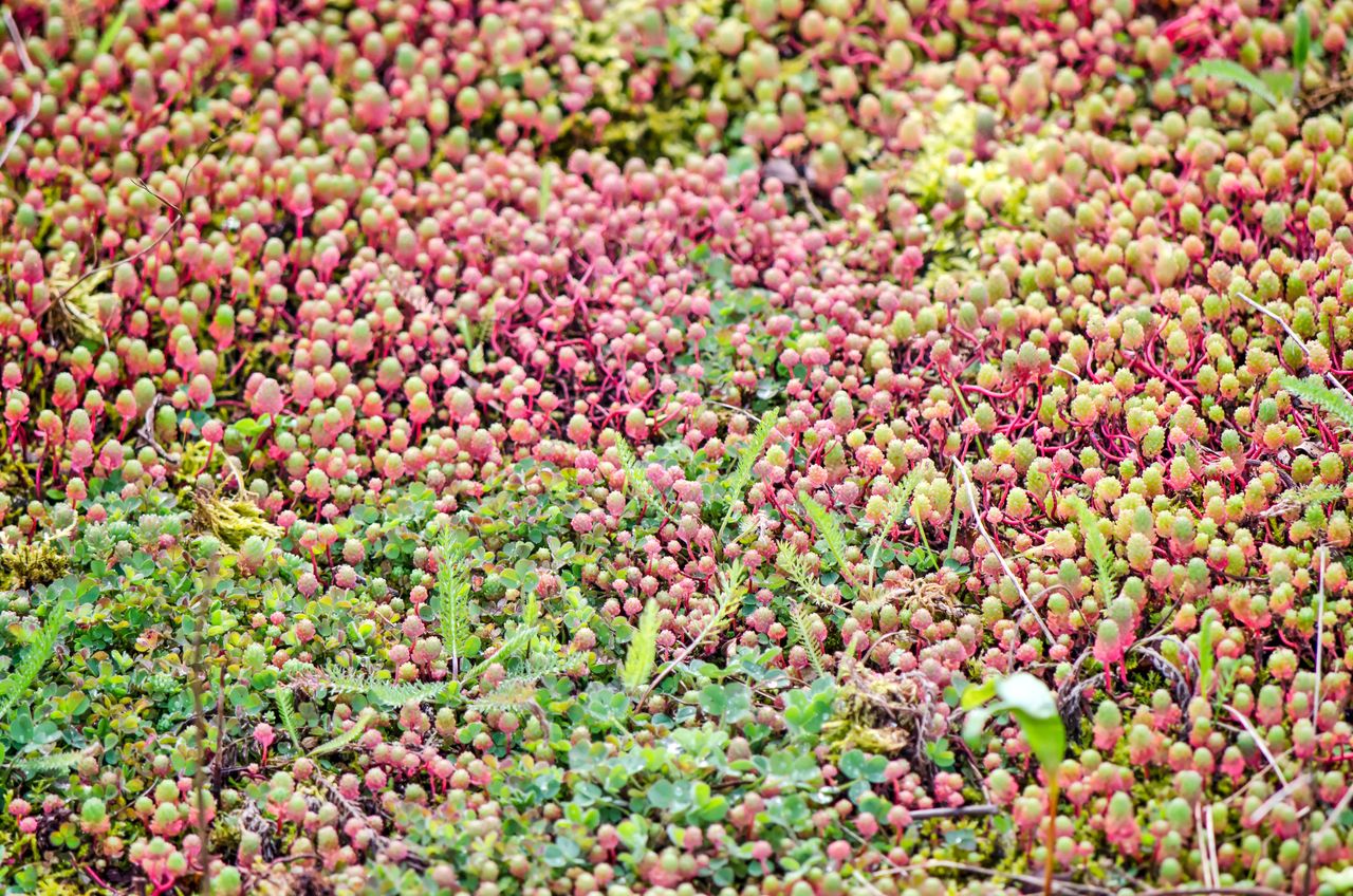 arrosage toit vegetalisé