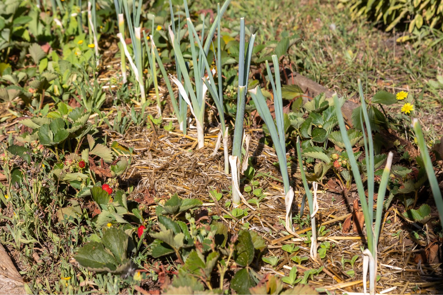 paillage potager