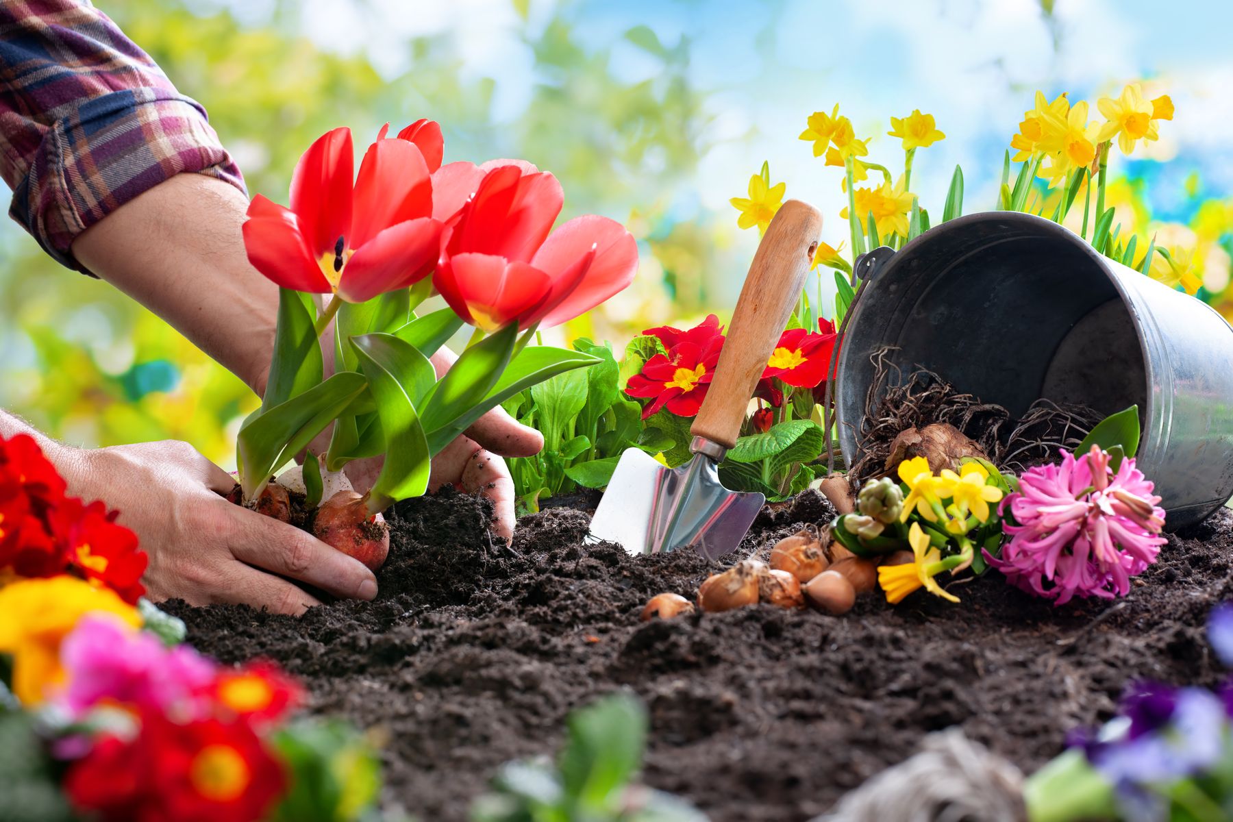 planter des fleurs à bulbes