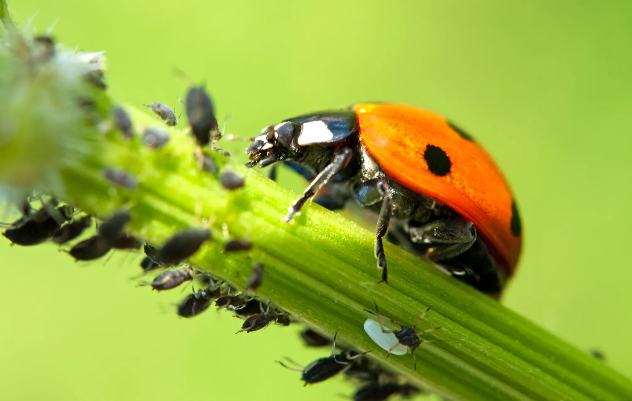 coccinelle qui mange des acariens