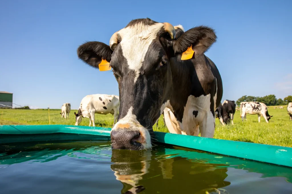 récupération d'eau pour donner a boire aux animaux