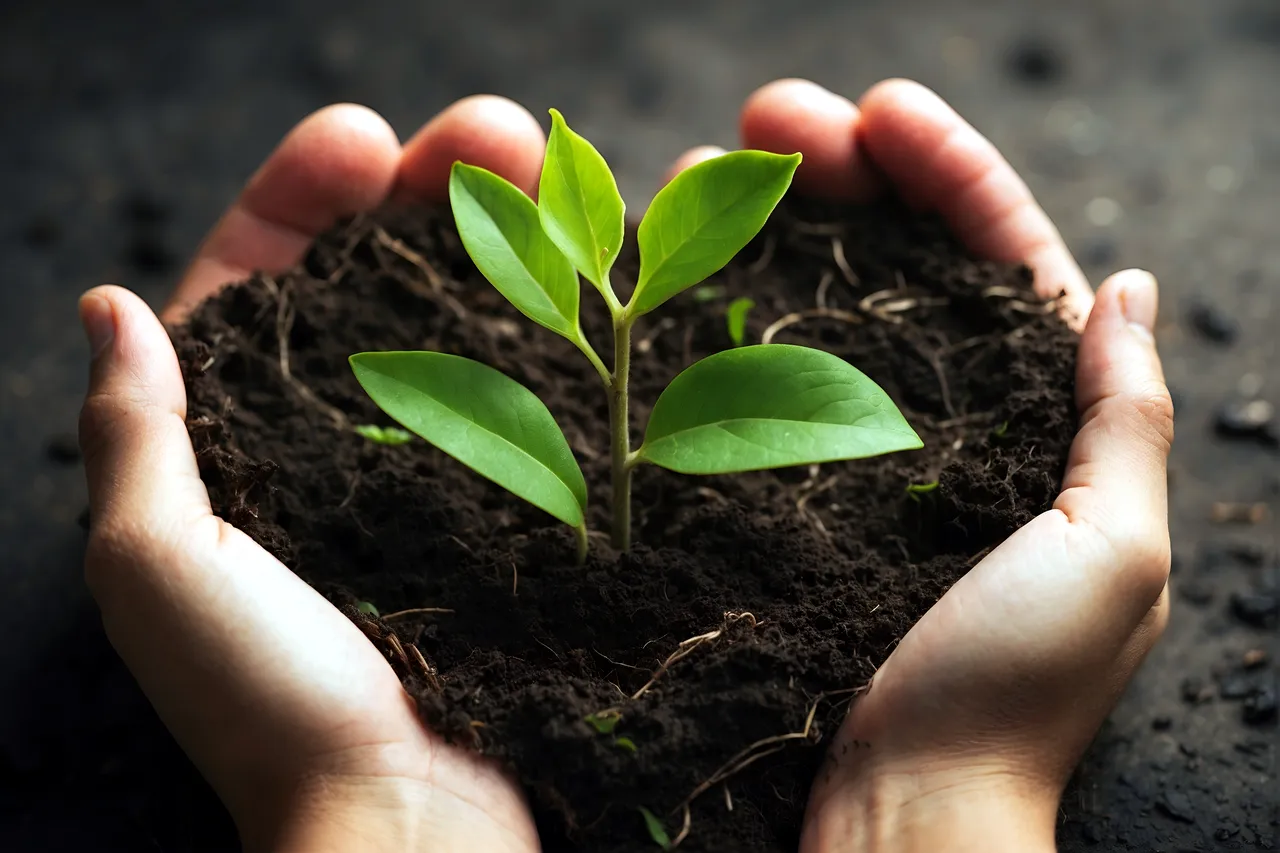 homme prend soin d'une plante