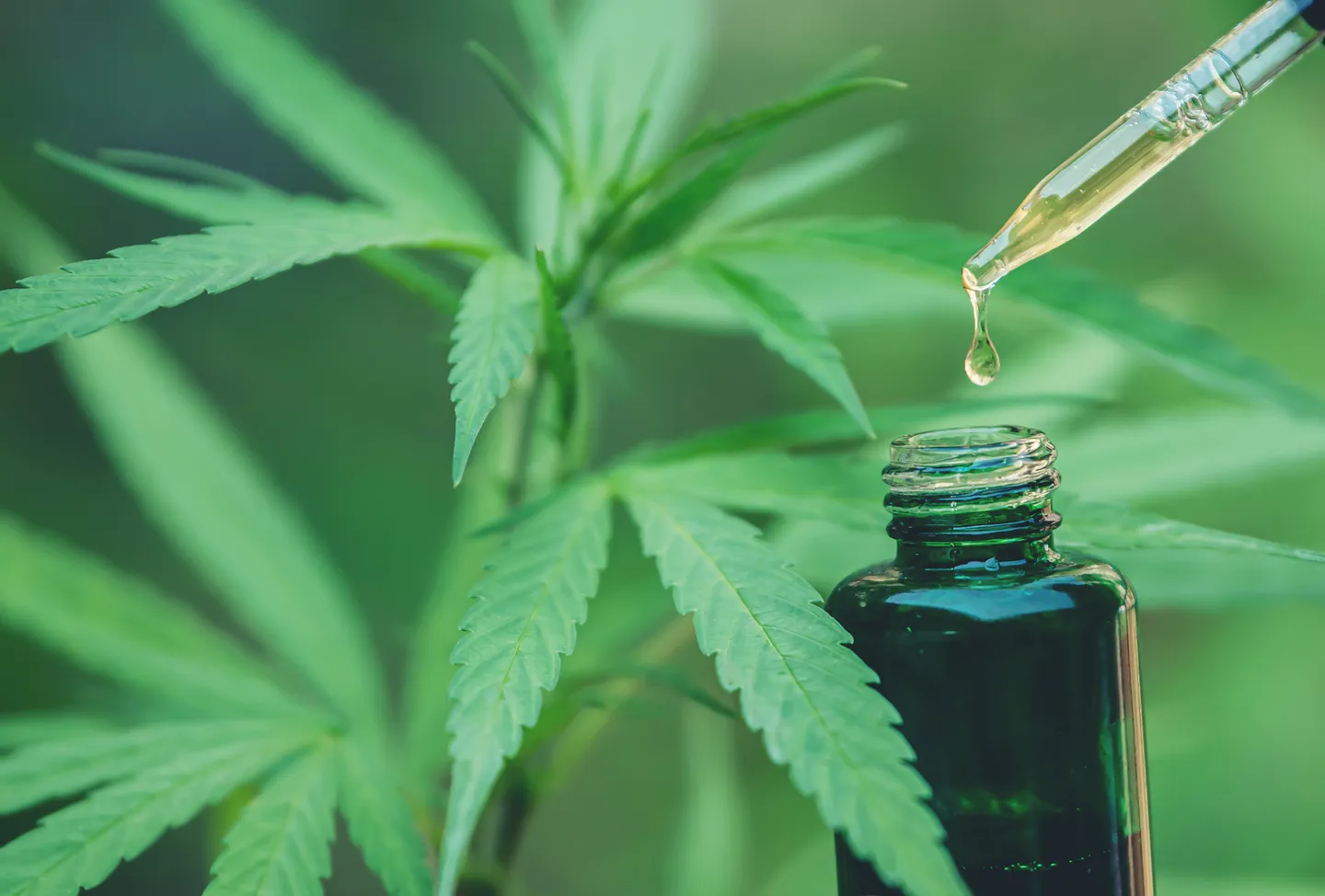 CBd écologie